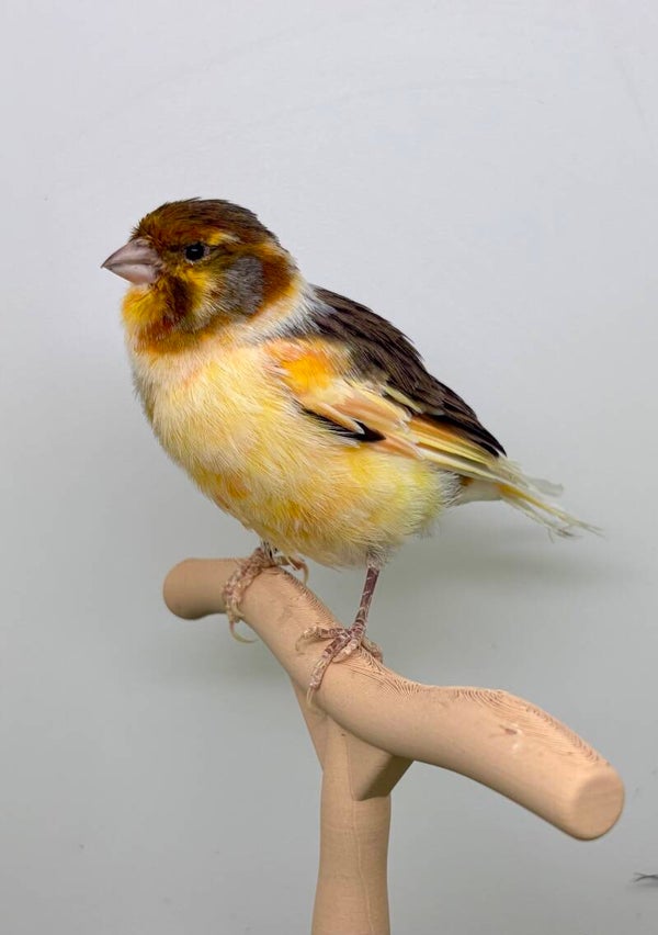 Canaris mâle** (25 034)