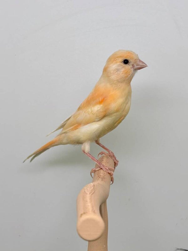 Canaris mâle**