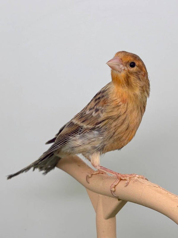 Canaris mâle**