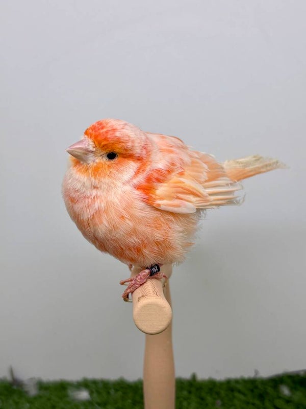 Canaris mâle**