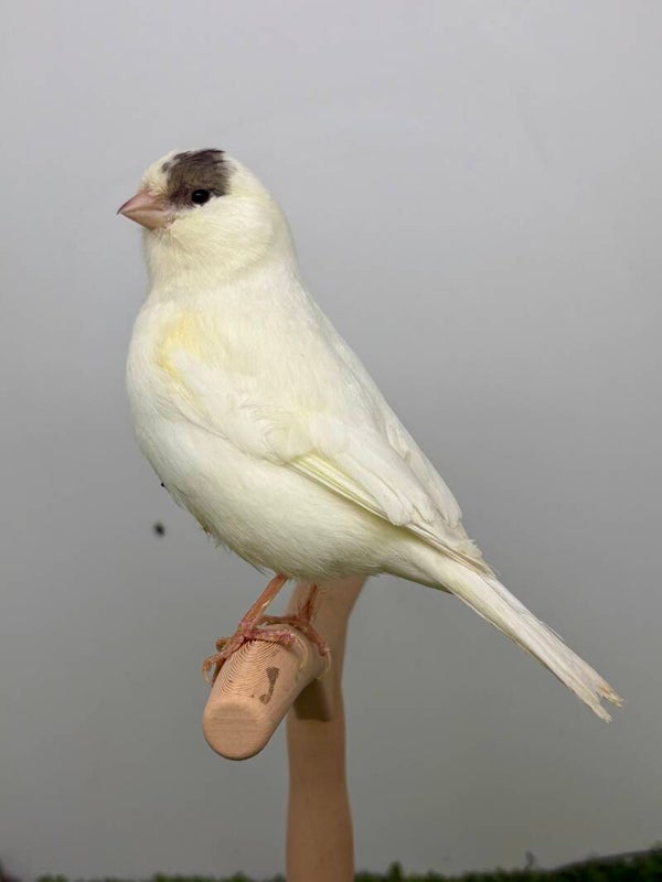 Canaris mâle**