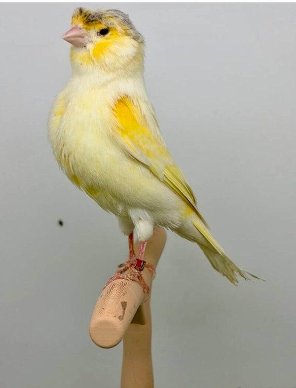Canaris mâle**