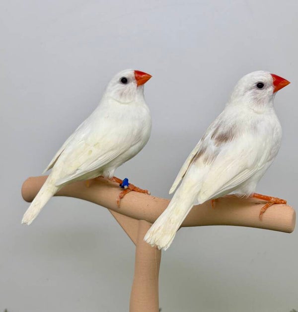 Couple de mandarins