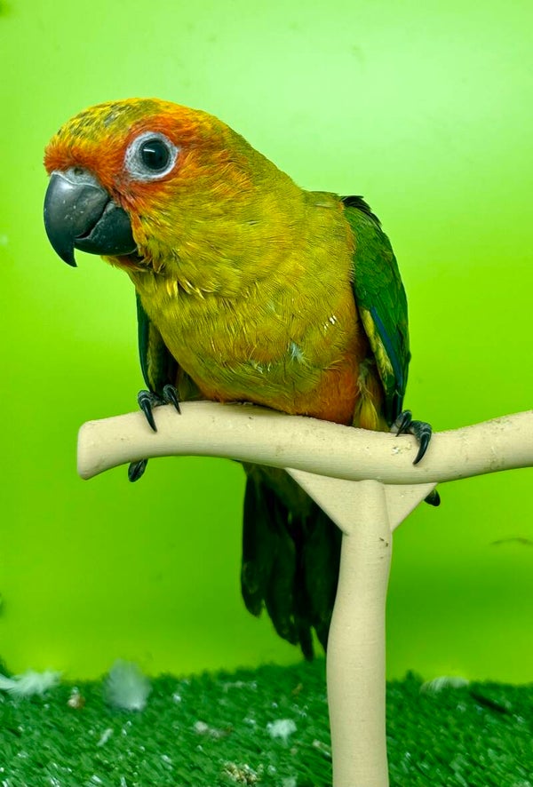 Conure soleil EAM mâle (0001) + kit d’aliments