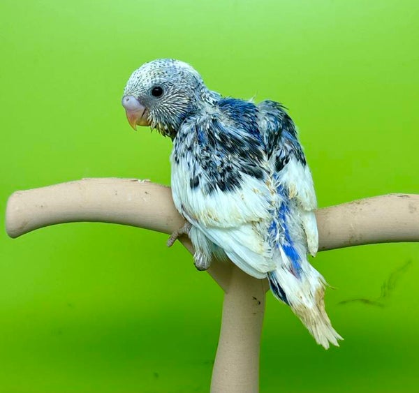 Perruche ondulée mâle**