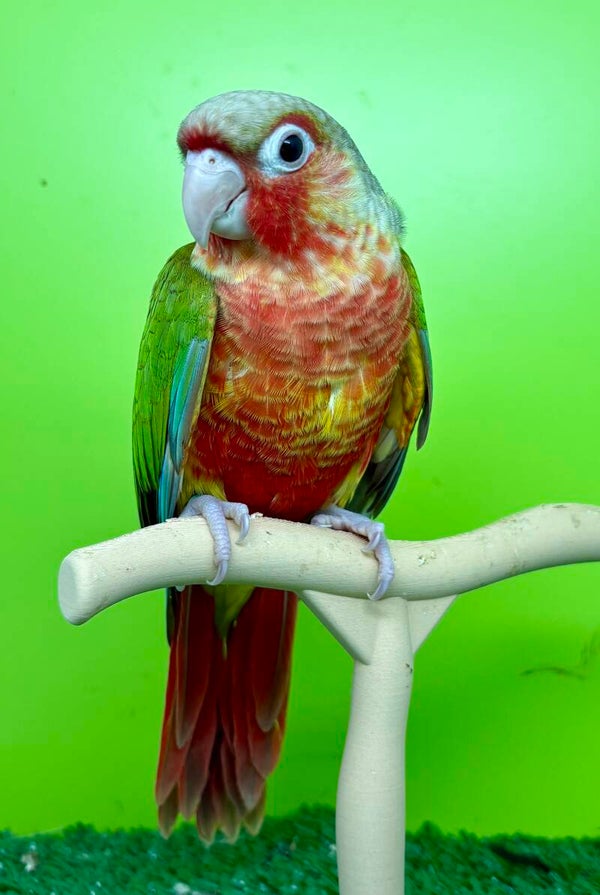Conure de molinae EAM Femelle (005) + kit d’aliments