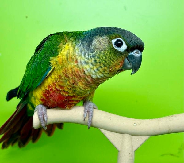 Conure de molinae EAM mâle (045) + kit d’aliments