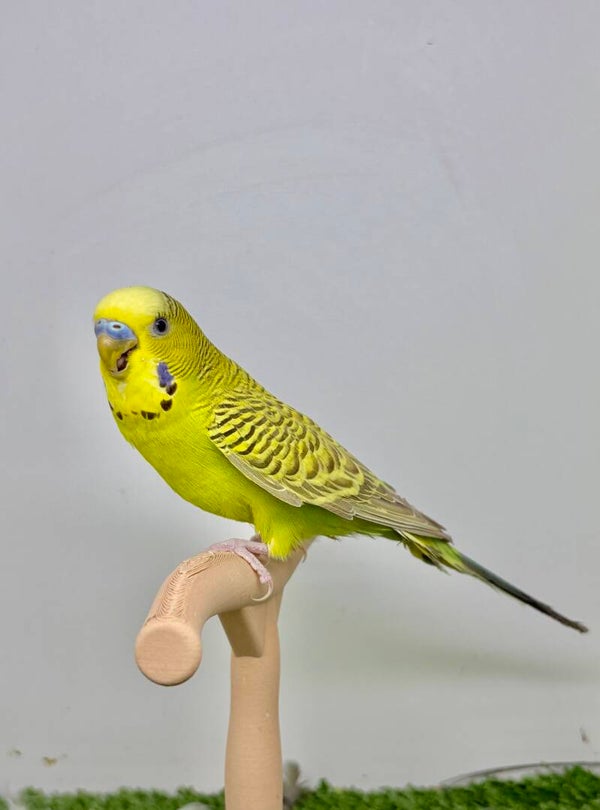 Perruche ondulée Mâle**