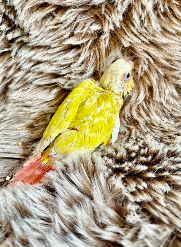 Conure de molinae (Suncheek) (016)