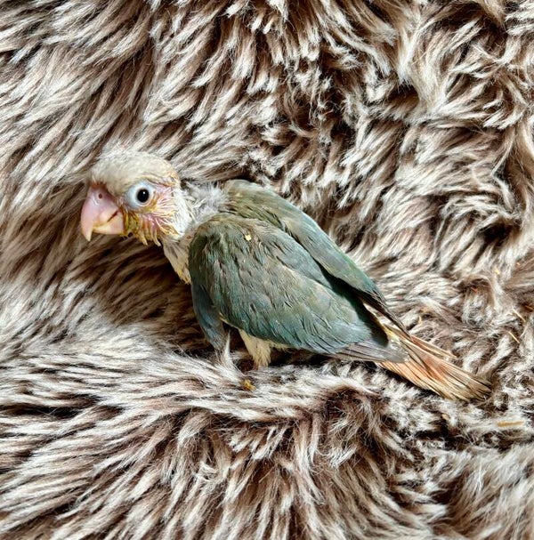 Conure de molinae (Turquoise) (014)
