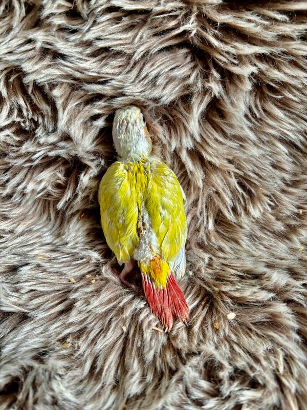 Conure de molinae (Suncheek) (012)