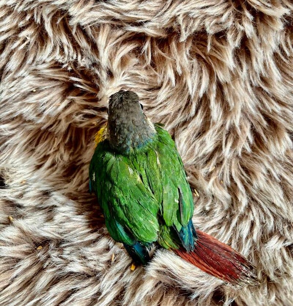 Conure de molinae (013)