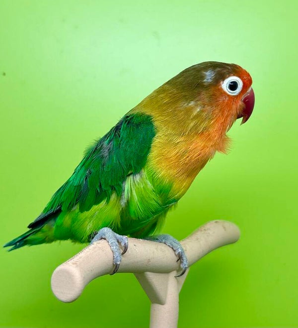 Inséparable femelle**