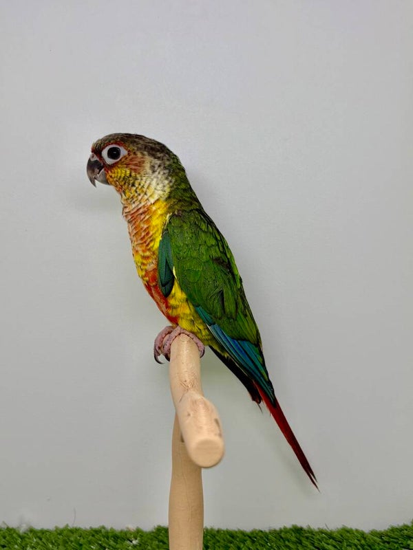 Conure de molinae Femelle 🩷(017)
