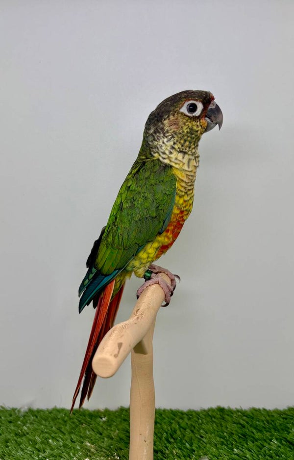 Conure de molinae Femelle 🩷(013)