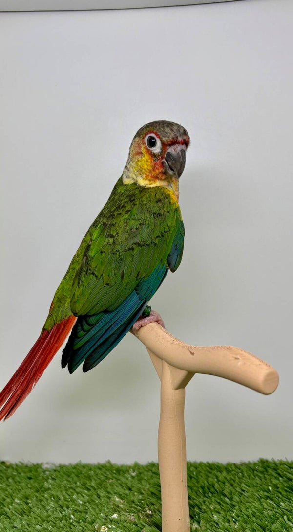 Conure de molinae Mâle 💙(018)