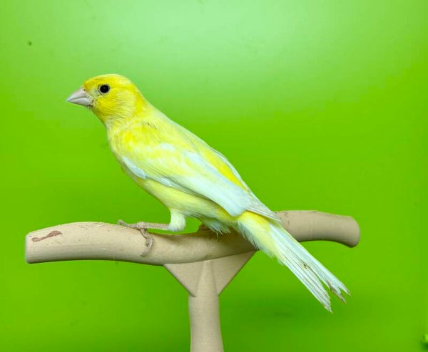 Canaris mâle**