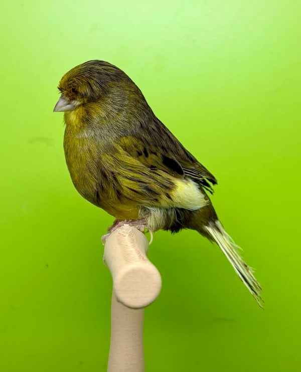 Canaris Gloster mâle** (019 067)