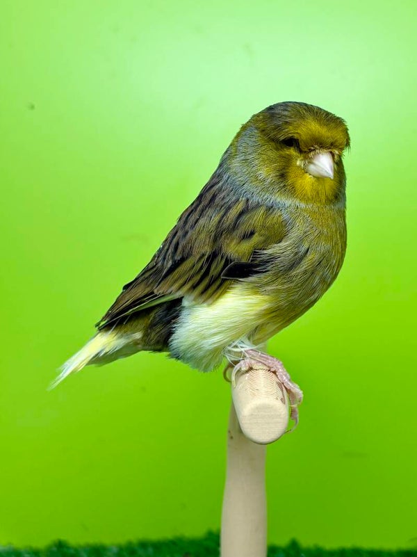 Canaris Gloster mâle** (070 003)