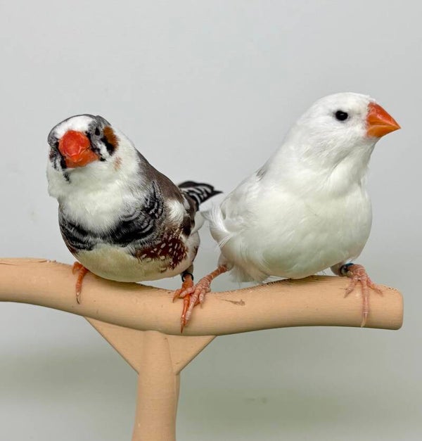 Couple** de Mandarins