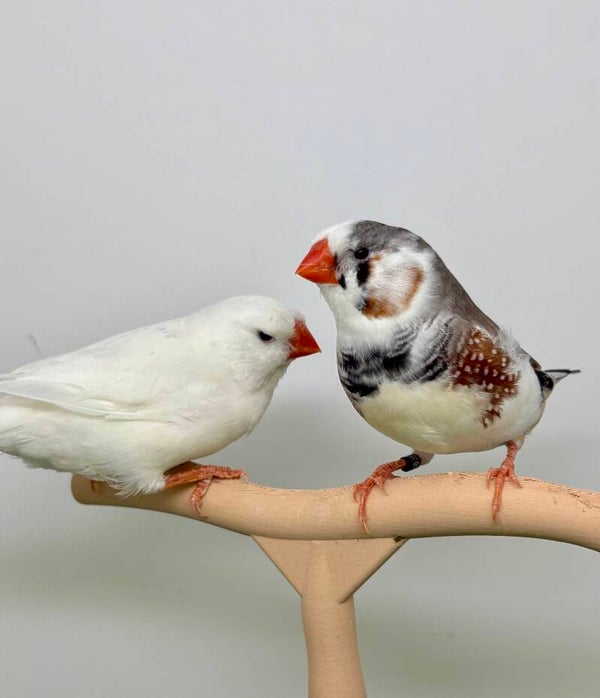 Couple** de Mandarins