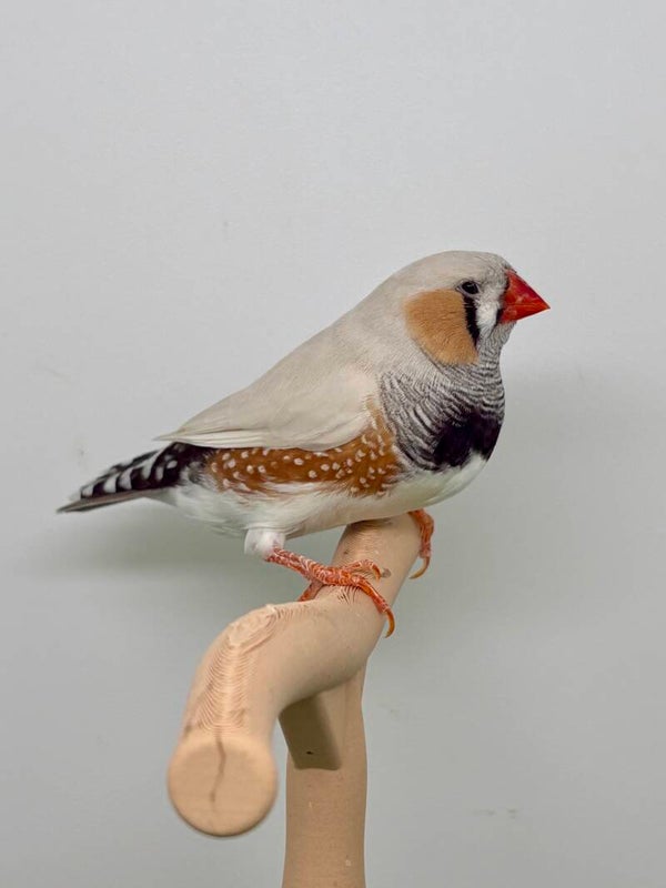 Mandarin mâle** (25031)