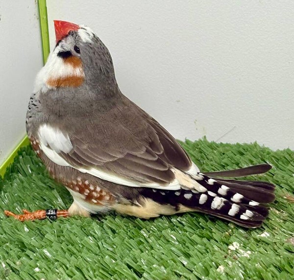 Mandarin mâle** (25061)