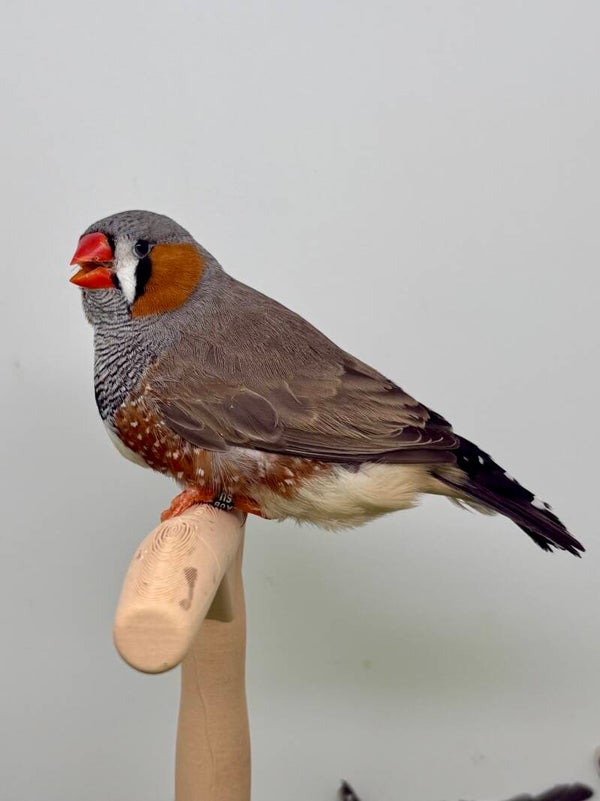 Mandarin mâle** ( 26266)