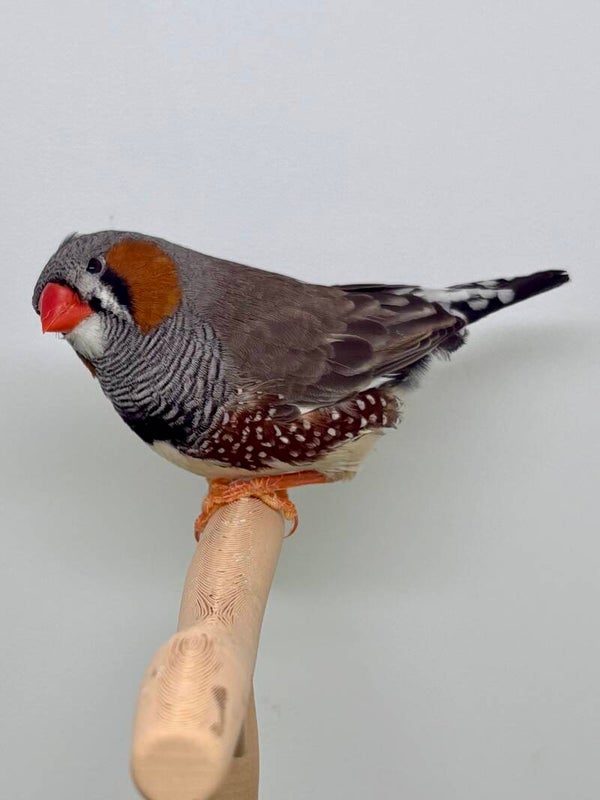 Mandarin mâle** ( 26090)