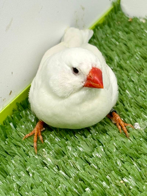 Mandarin mâle**(25055)