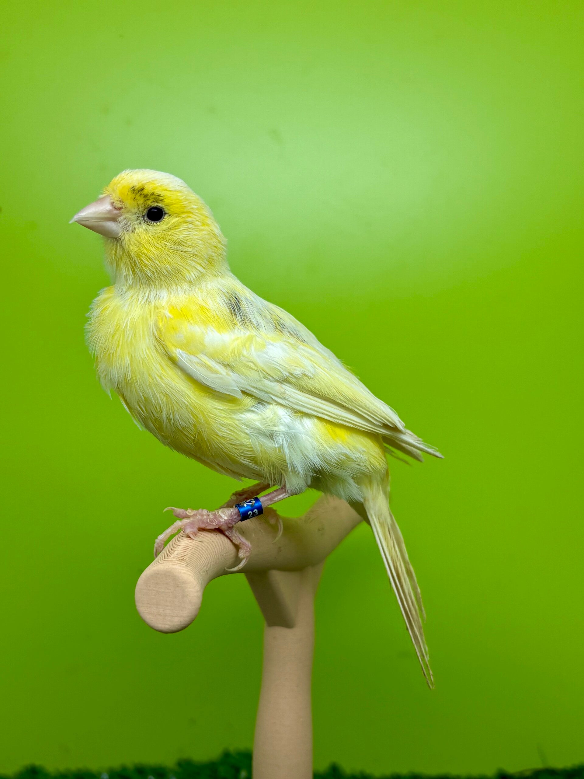 Canaris mâle**23