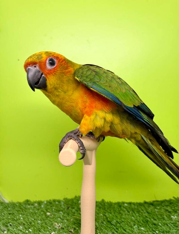 Conure soleil EAM mâle ( 0002) + kit d’aliments