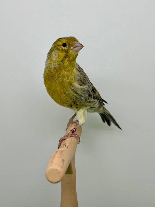 Canaris Mâle**