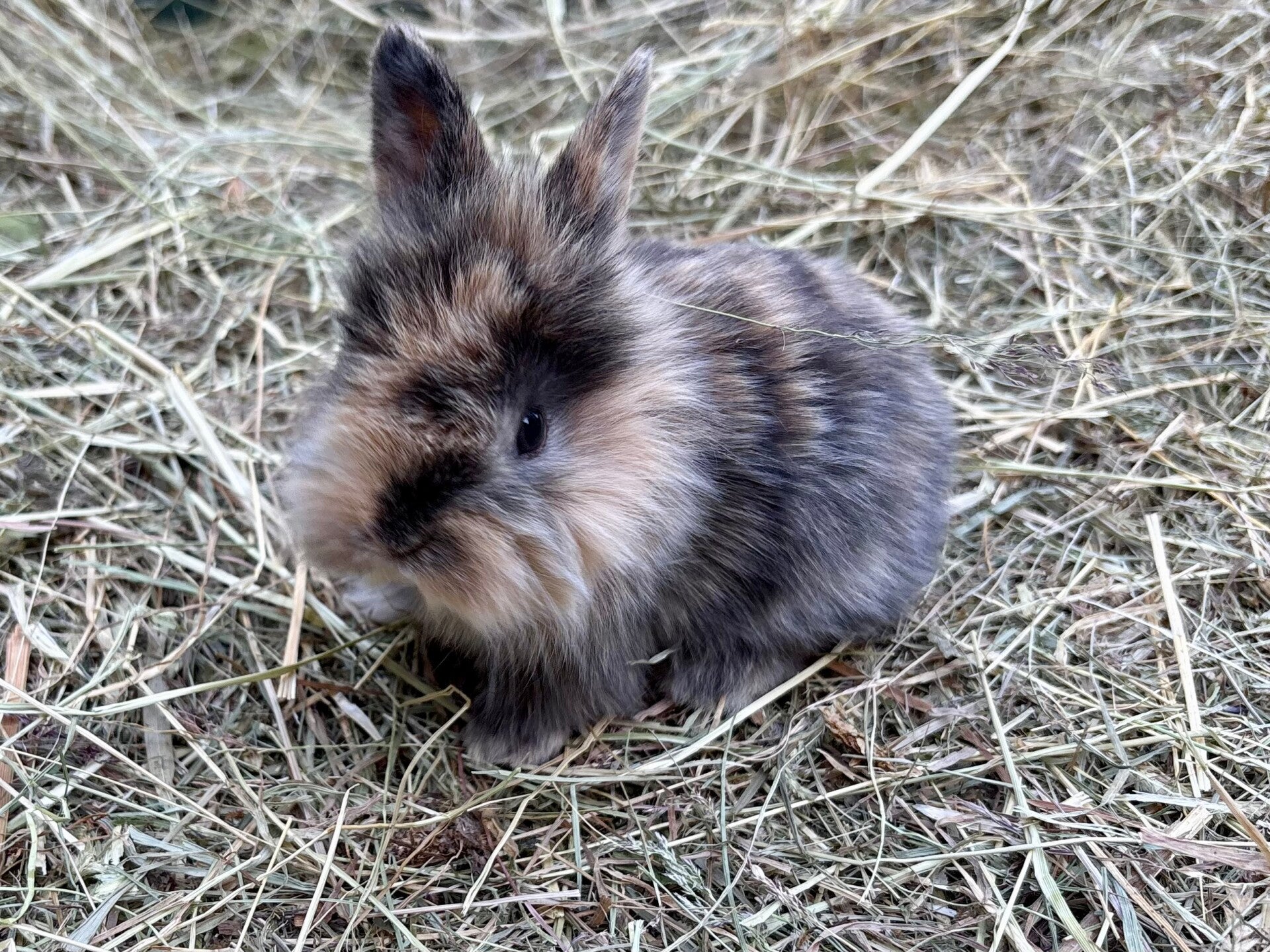 Lapin nain mâle