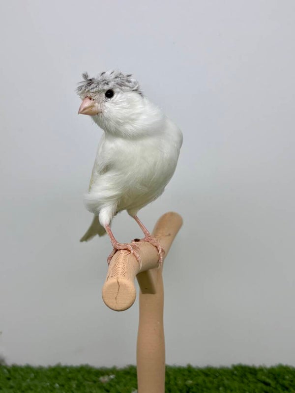 Canaris Mâle**