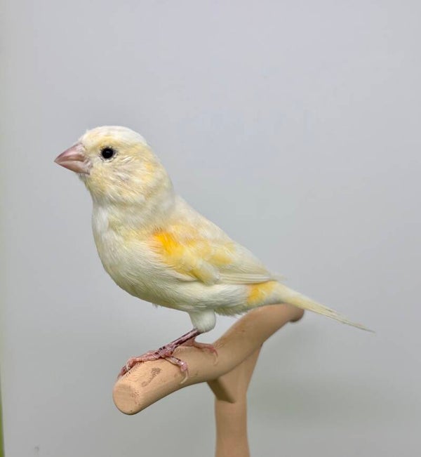 Canaris Femelle**