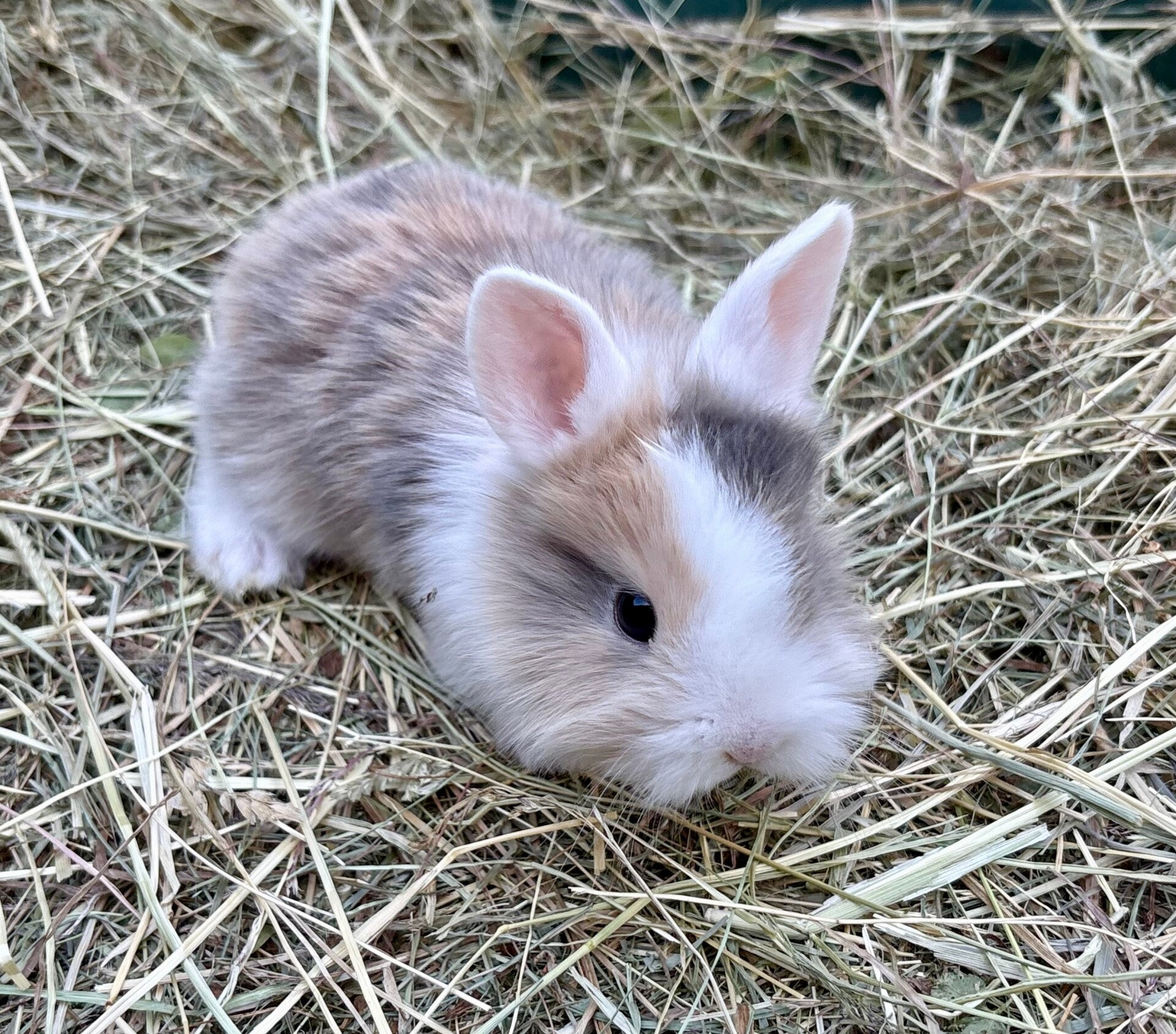 Lapin nain femelle