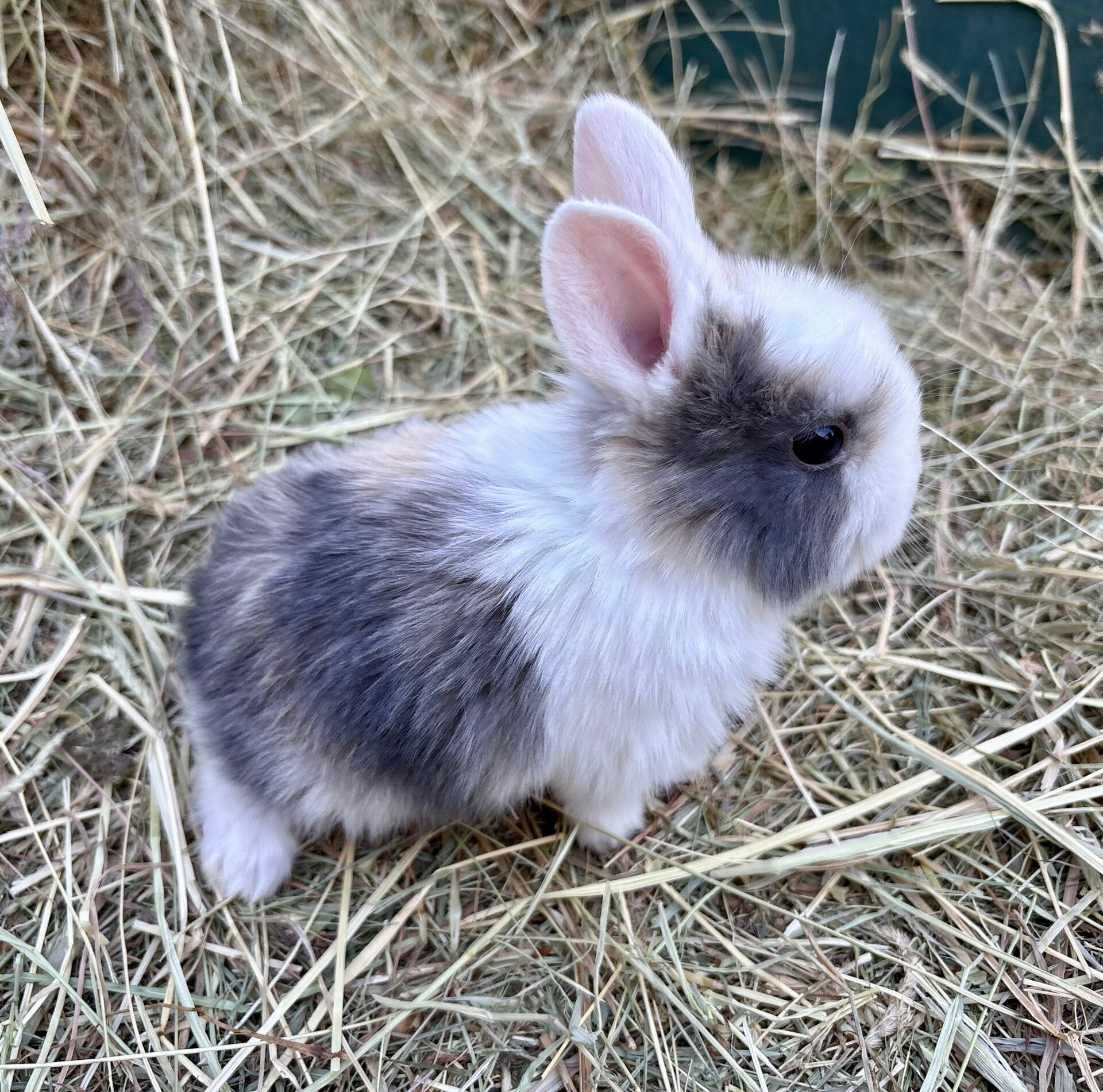 Lapin nain femelle