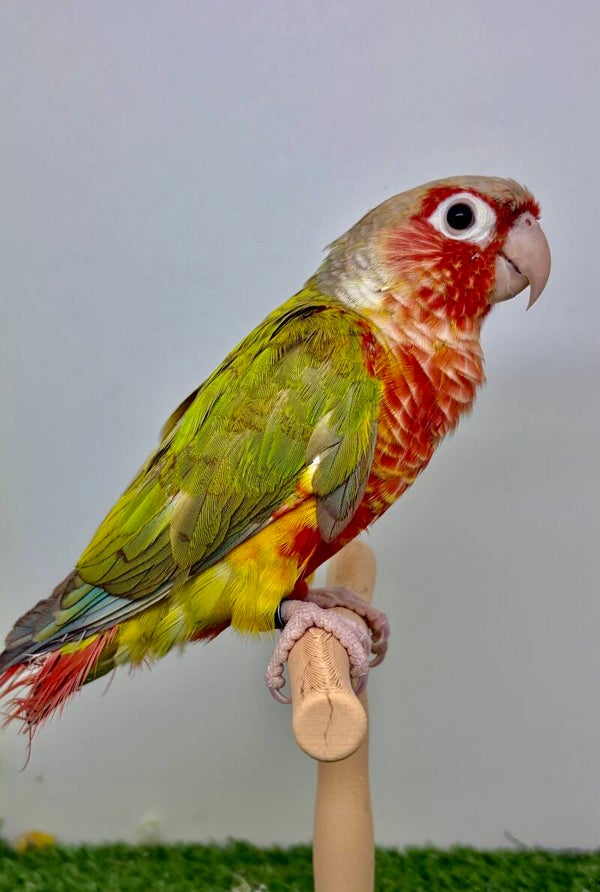 Conure de molinae Femelle (007)