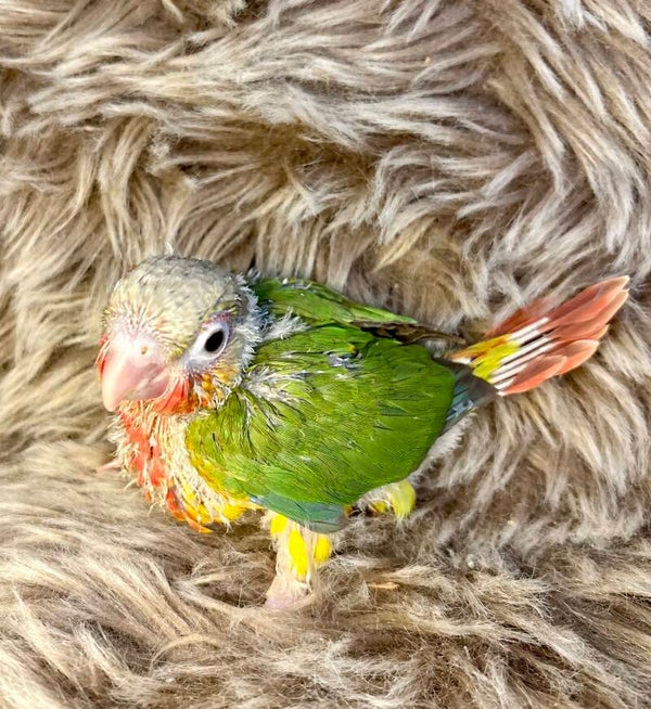 Conure de molinae mâle💙(Pyrrhura) V4