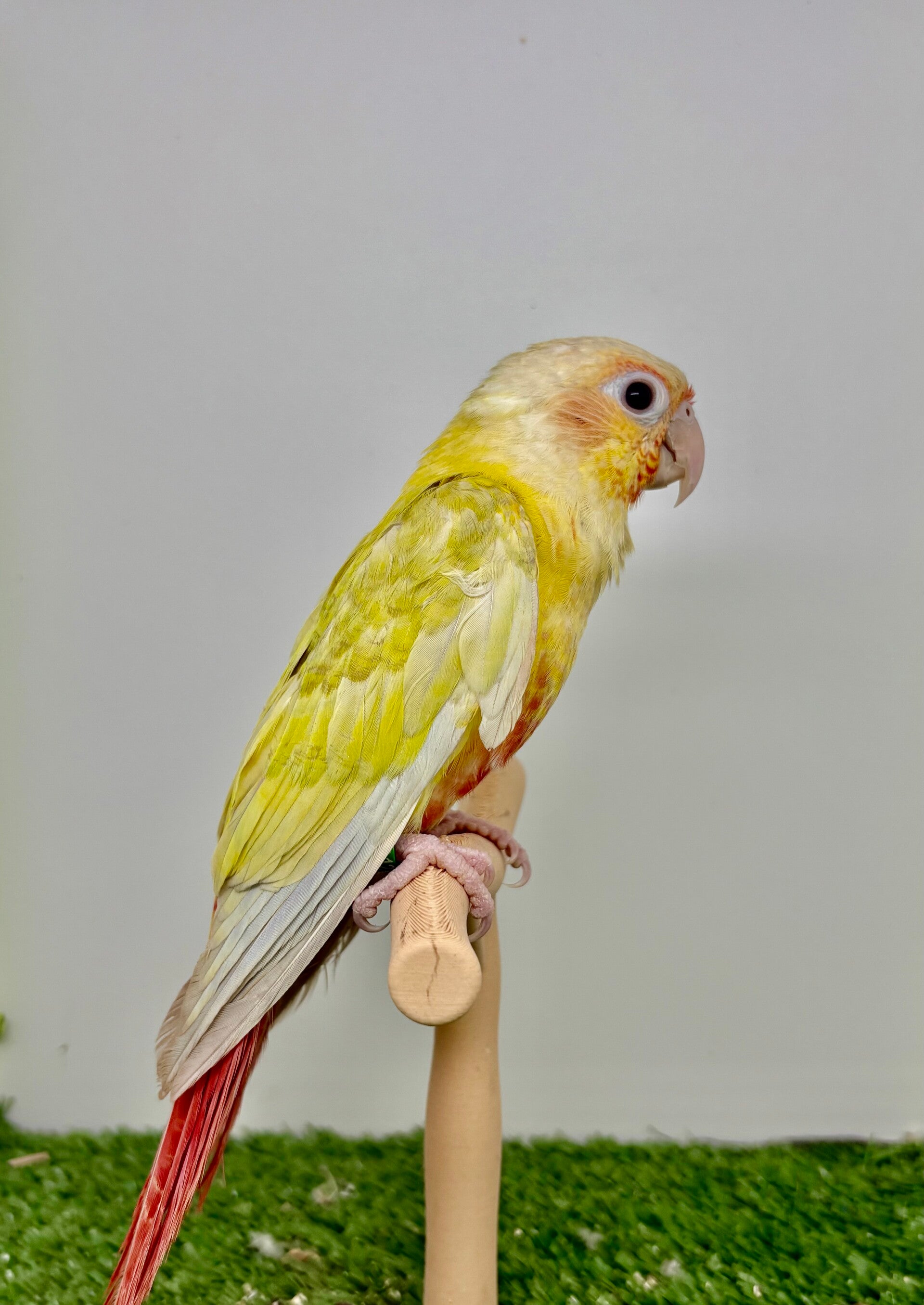 Conure de molinae mâle