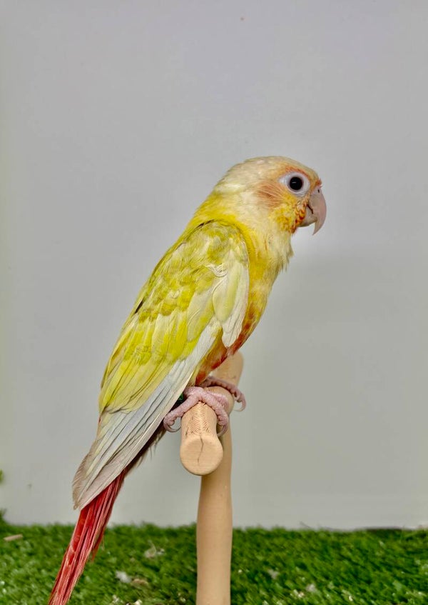 Conure de molinae mâle