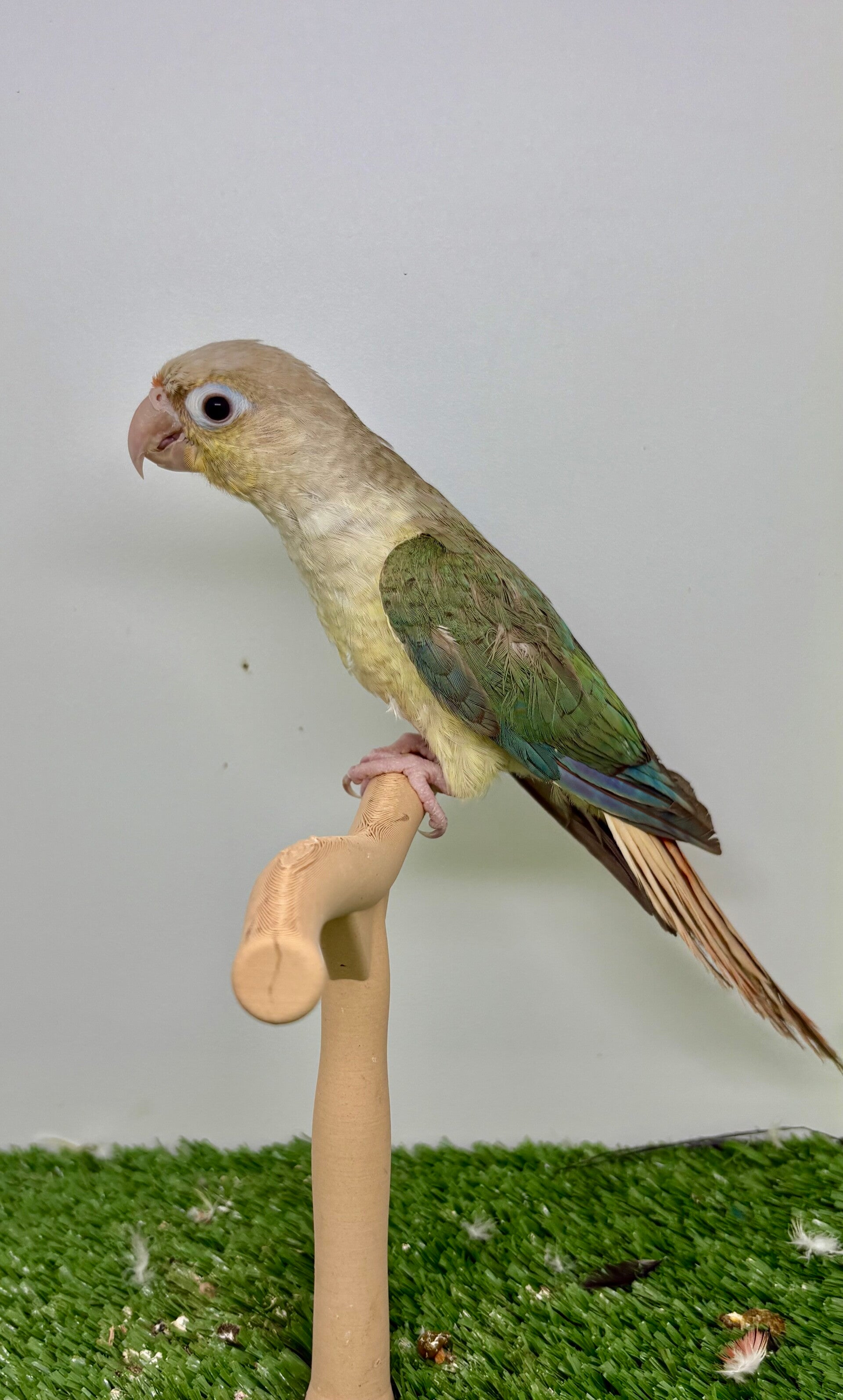 Conure de molinae Mâle
