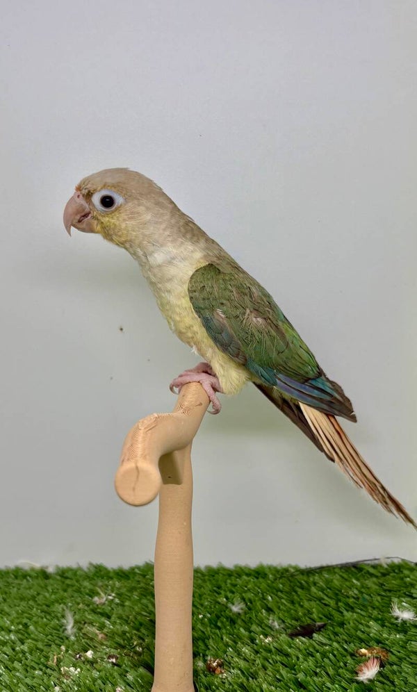 Conure de molinae Mâle