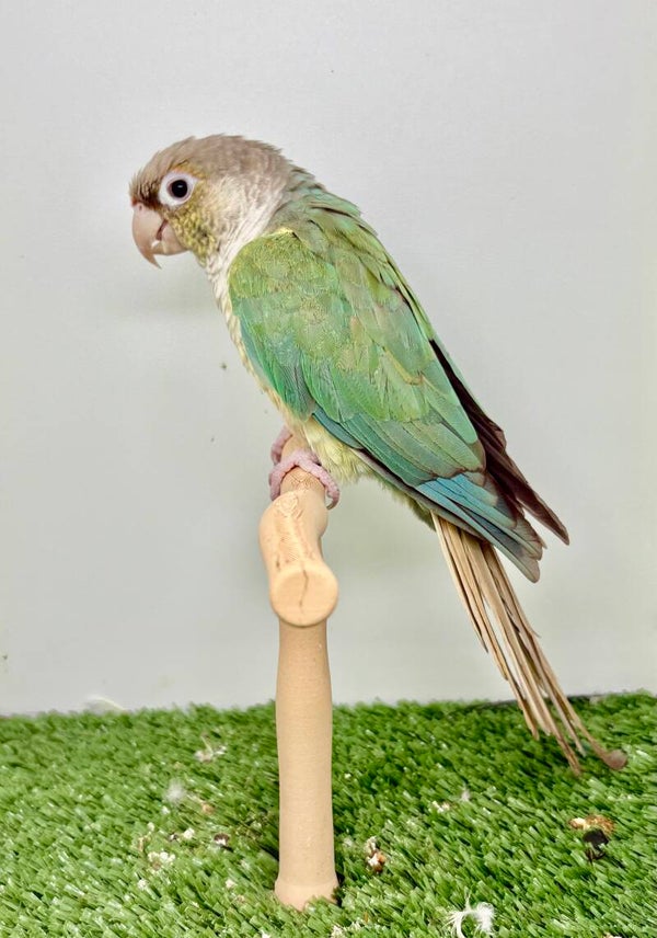 Conure de molinae Femelle