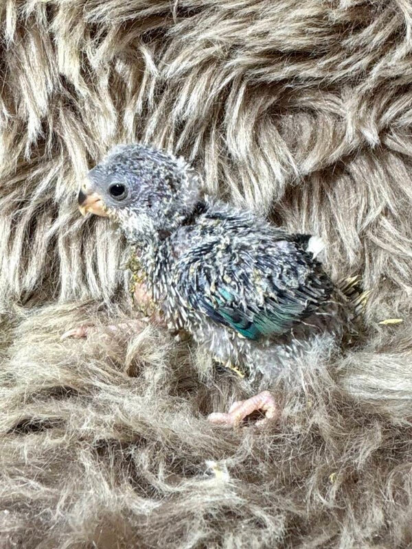 Perruche à croupion bleu