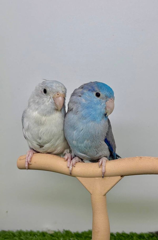 Touis céleste couple reproducteur.
