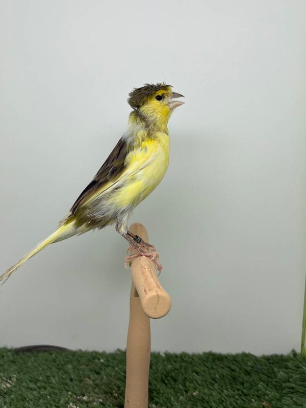 Canaris Mâle**