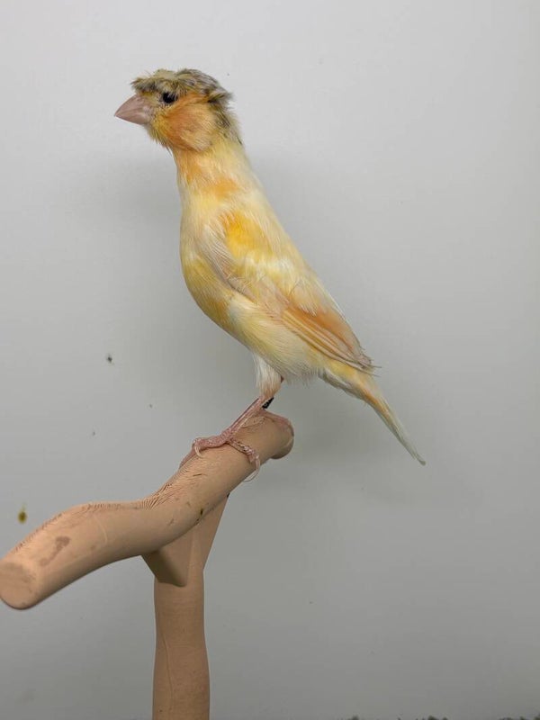 Canaris Mâle**