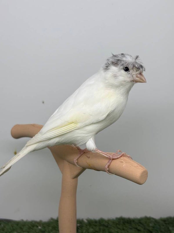 Canaris Mâle**